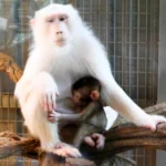 Larry Holmes Net Worth: How Rich Is the Boxing Legend?